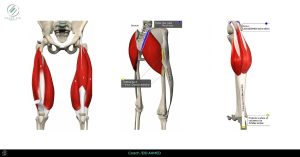 تعليم الفرونت فليب العضلات للتك اوف
