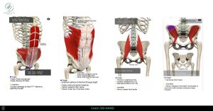 تعليم الفرونت فليب العضلات للتكور