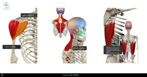 تعليم الفرونت فليب عضلات الذراعين