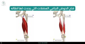 _فتح الحوض الجانبي العضلات التي يحدث لها اطاله ٨