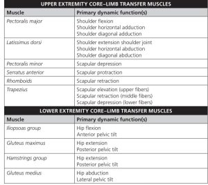 ازاي بنقوي ال core في الجمباز