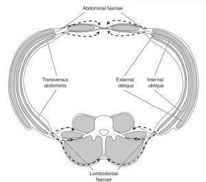 ازاي بنقوي ال core في الجمباز