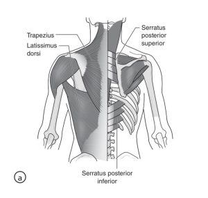 ازاي بنقوي ال core في الجمباز