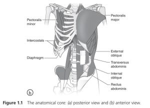 ازاي بنقوي ال core في الجمباز