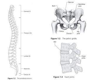 ازاي بنقوي ال core في الجمباز