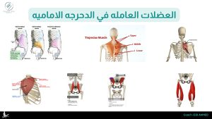 تعلم الدحرجه الاماميه