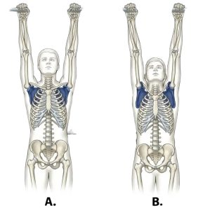 تعلم الوقوف على اليدين في الجمباز (Handstand) الدليل الكامل خطوة بخطوة للمبتدئين٢