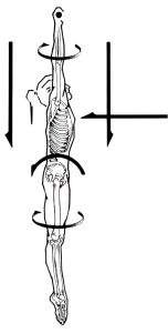 خطوات تعليم الوقوف علي اليدين Handstand