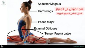 فتح الحوض في الجمباز الدليل العلمي لتطوير المرونة وزيادة المدى الحركي (2)