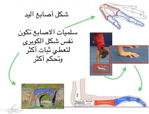 وضع اليدين الصحيح في الوقوف علي اليدين