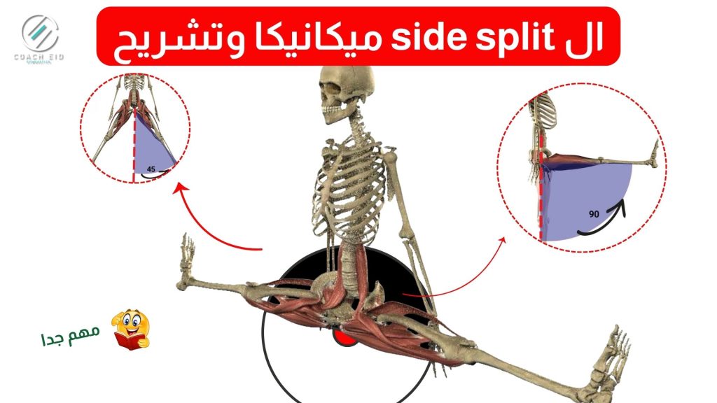 ال side split ميكانيكا وتشريح