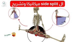 ال side split ميكانيكا وتشريح