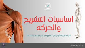 تشريح العظام والعضلات