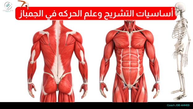 اساسيات التشريح وعلم الحركه في الجمباز