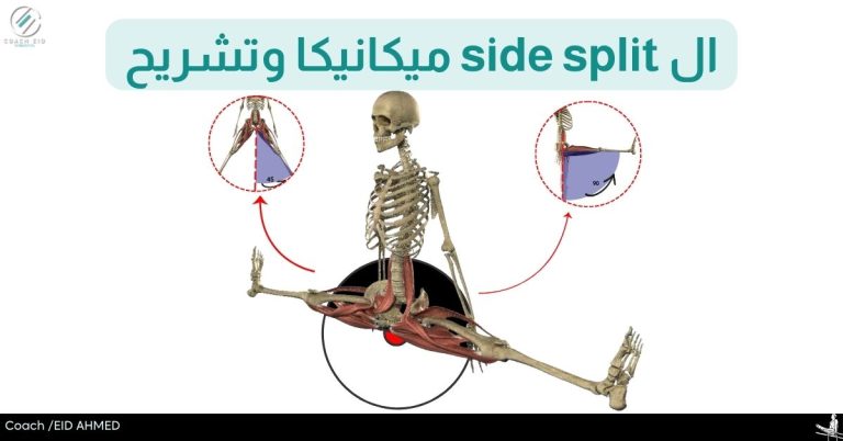 _ال side split فتح الحوض الجانبي ميكانيكا وتشريح ف